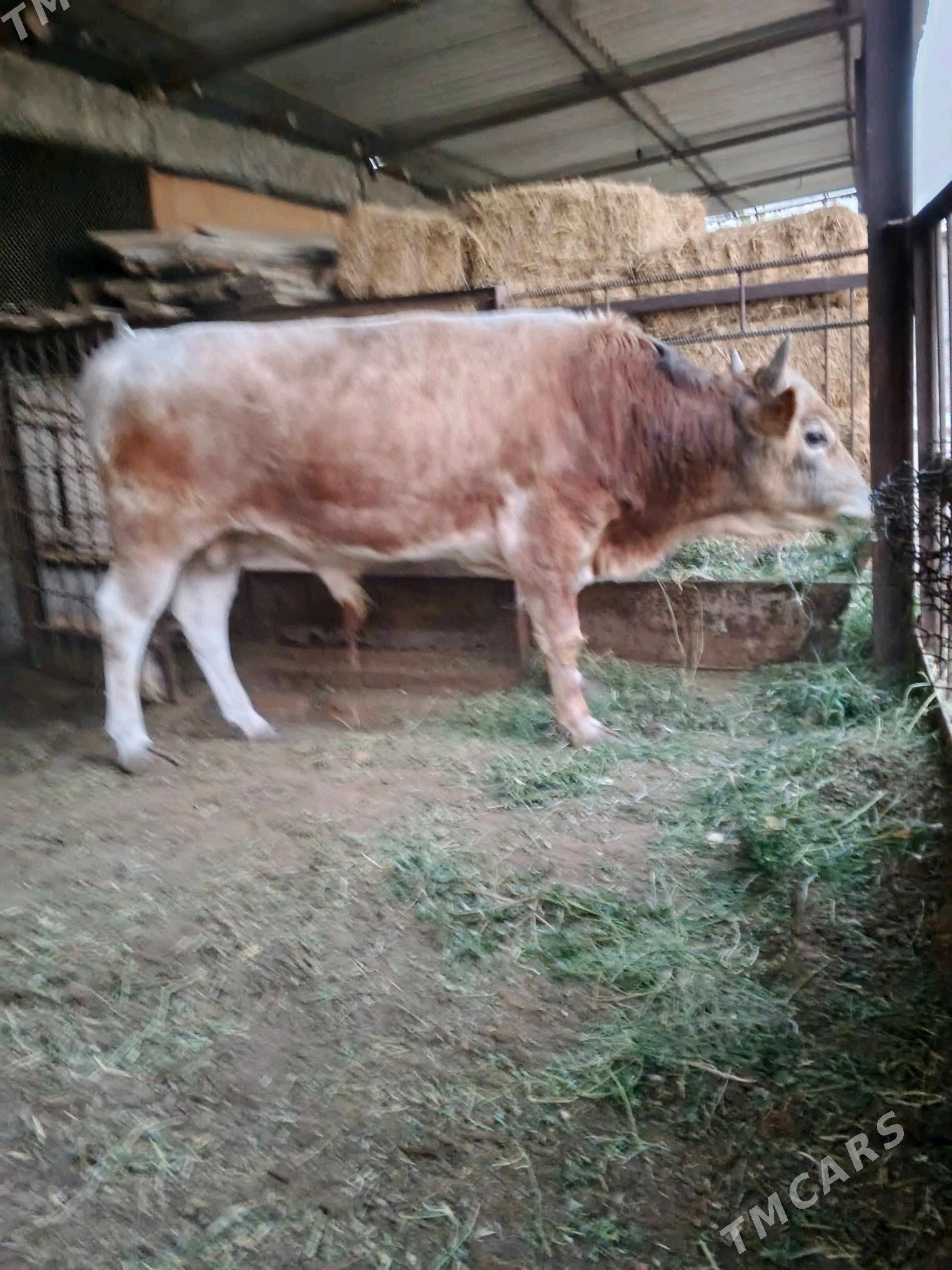 okuz - Aşgabat - img 2