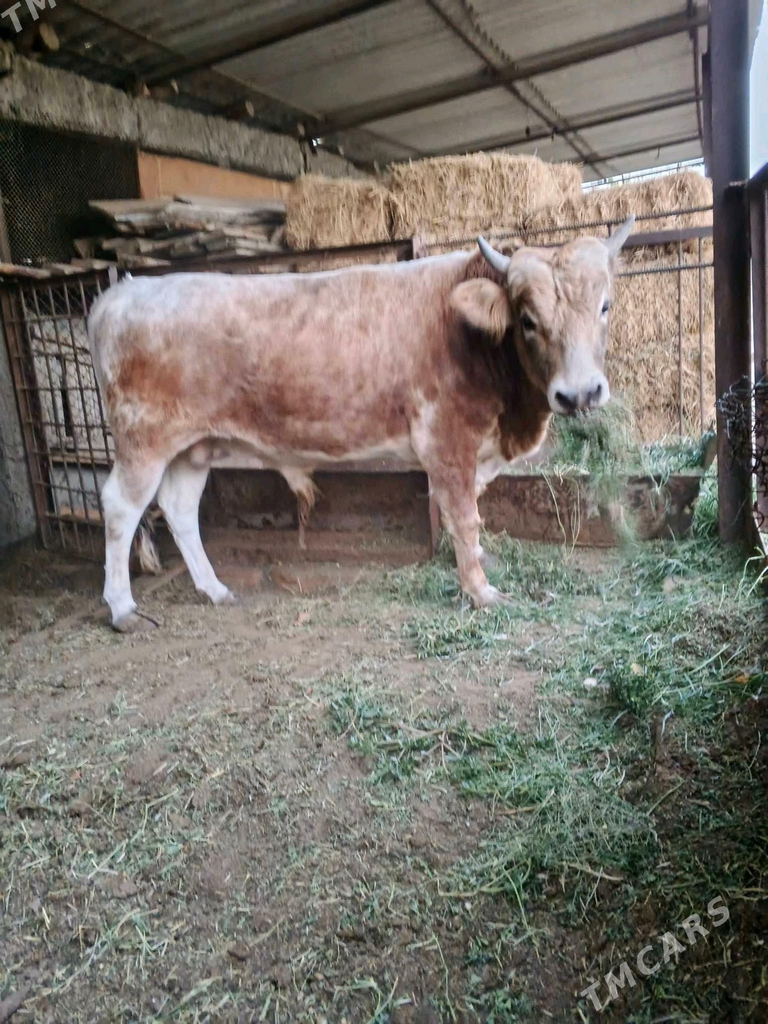 okuz - Ашхабад - img 1