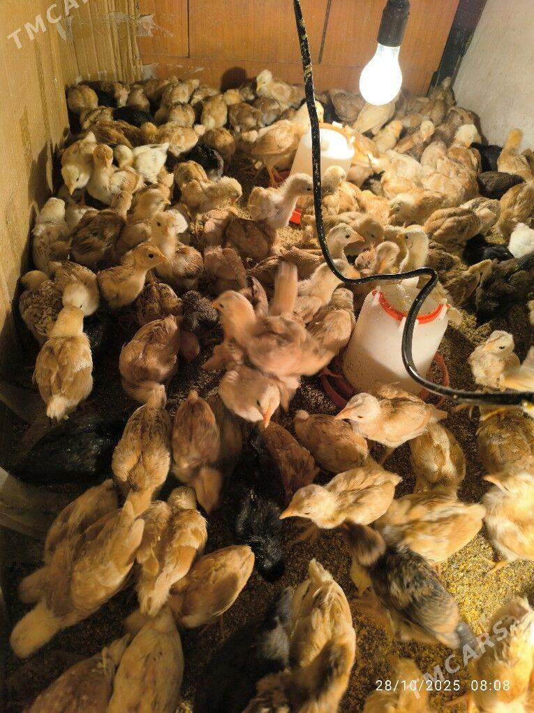 juyje - Şabat etr. - img 3