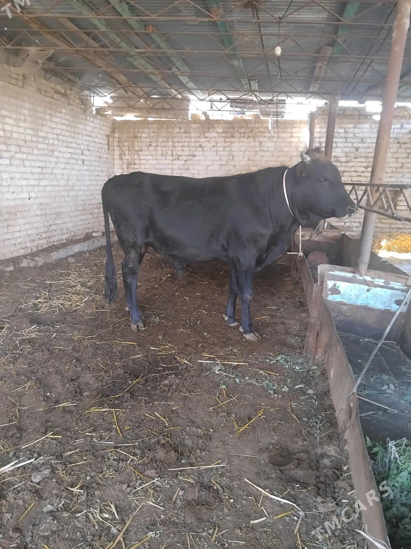 Okuz - Туркменабат - img 1