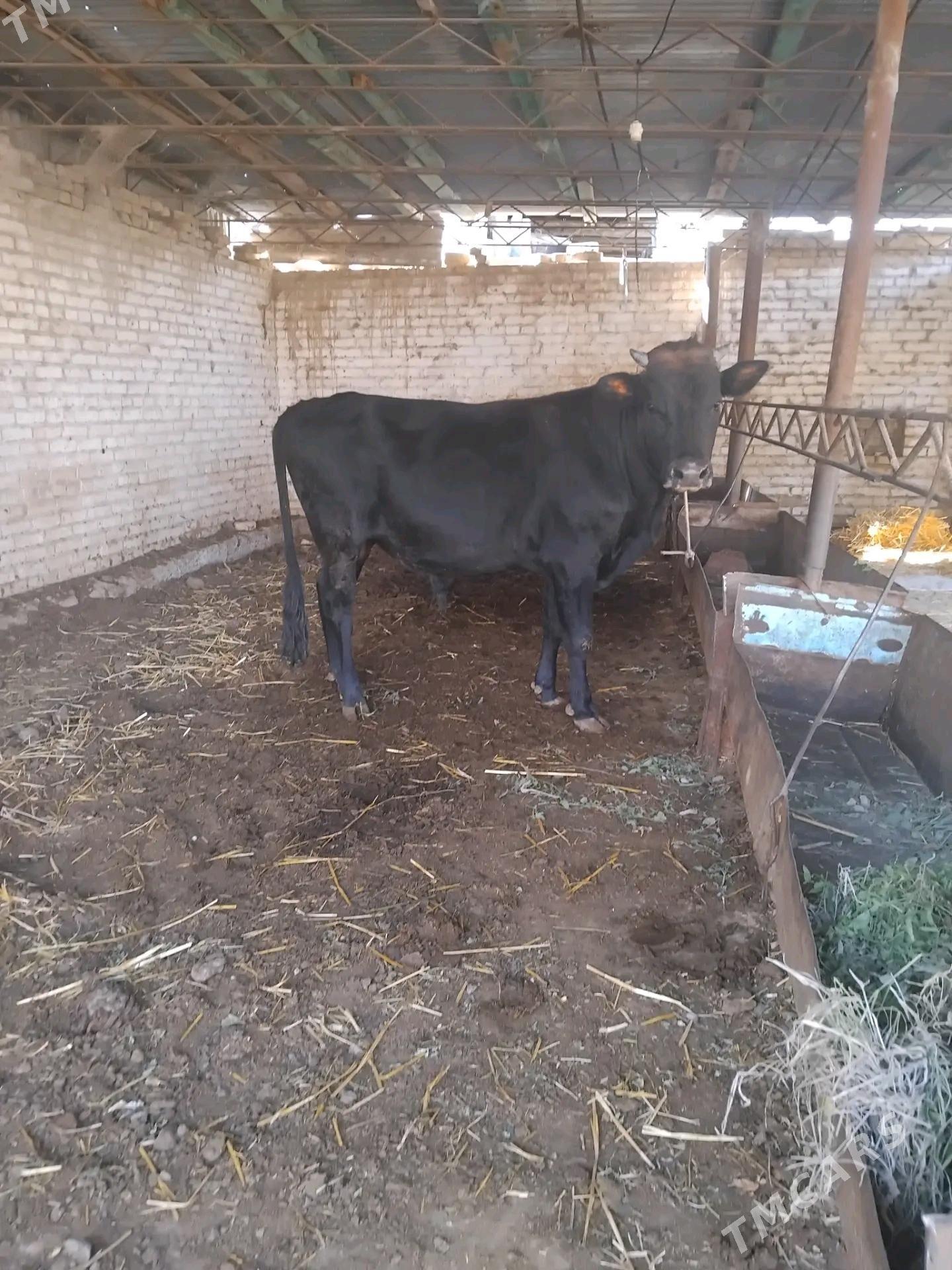 Okuz - Туркменабат - img 2