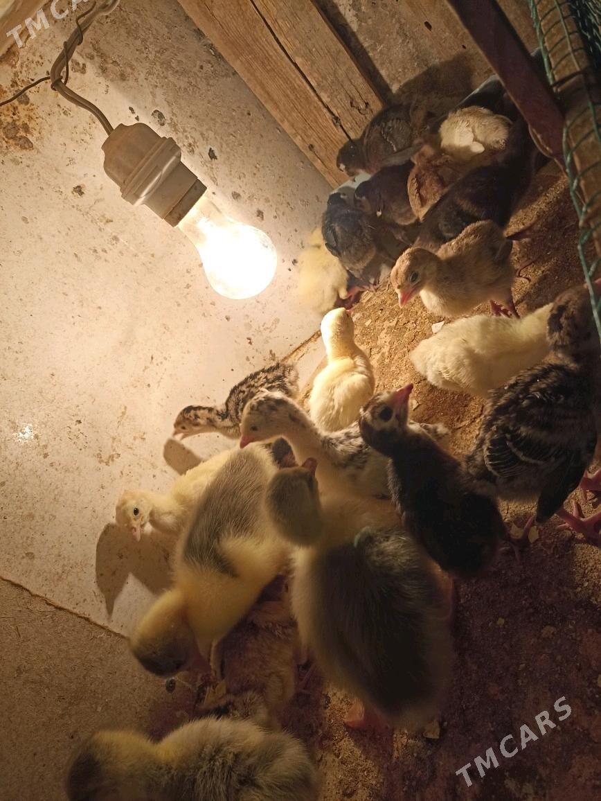 induk jüje - Farap - img 1