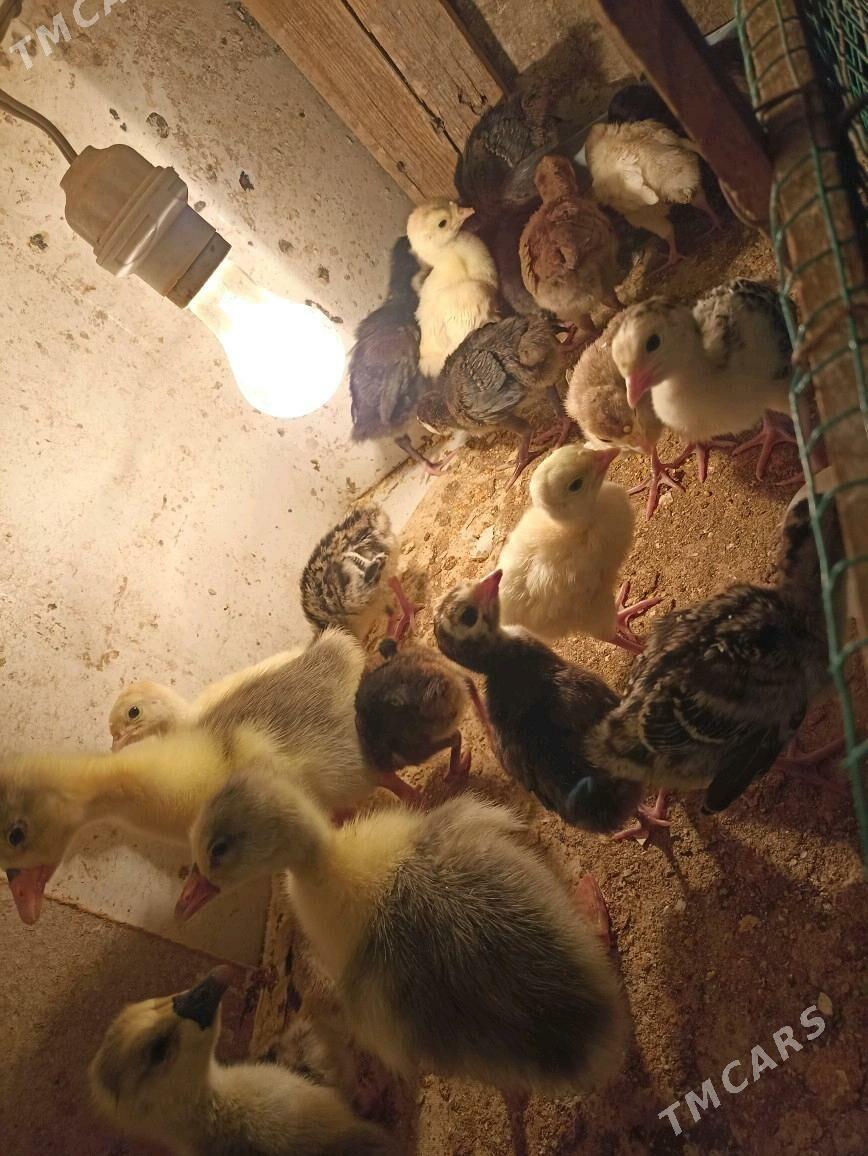 induk jüje - Farap - img 2