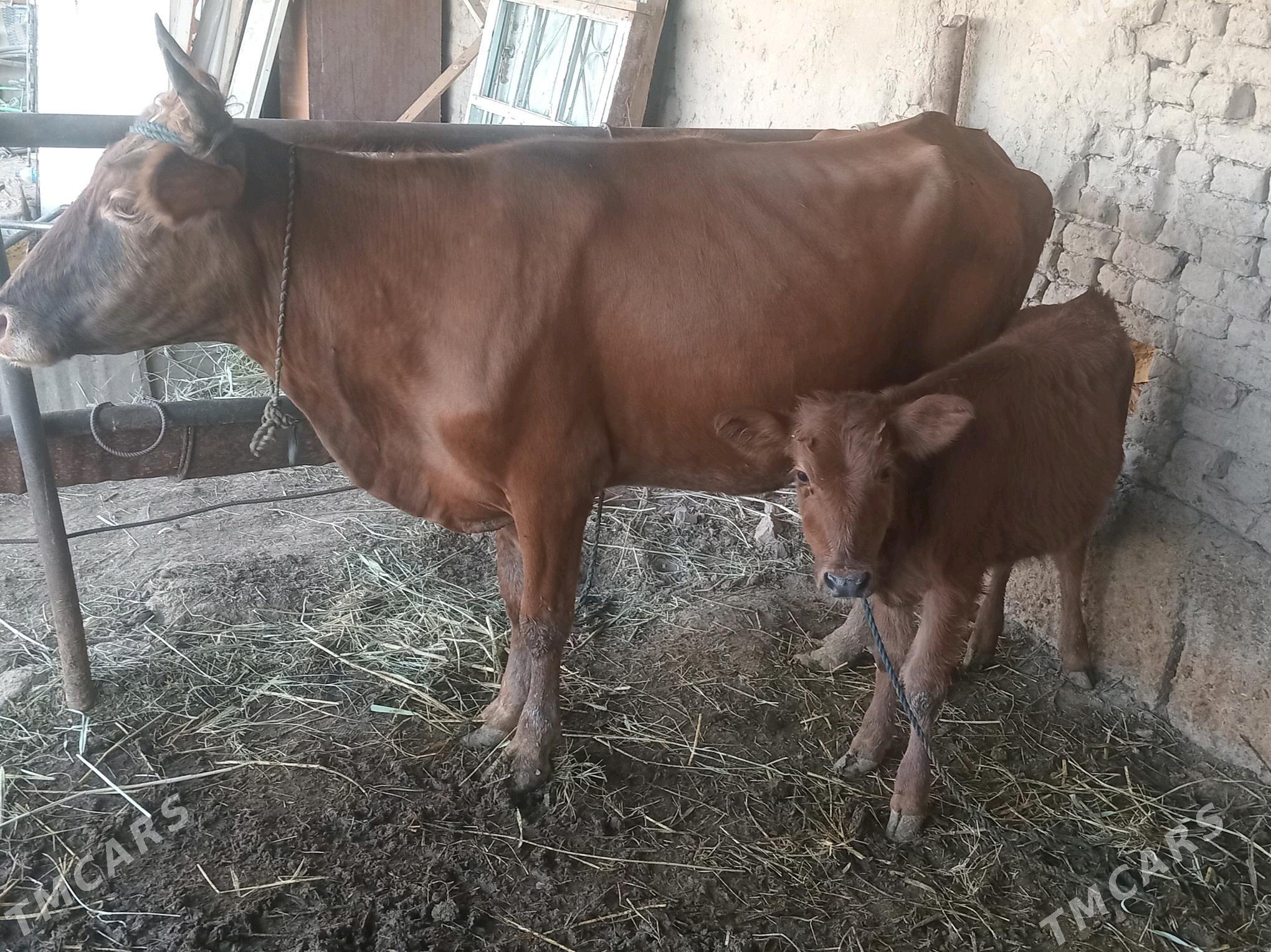 goleli sygyr bogaz - Murgap - img 1