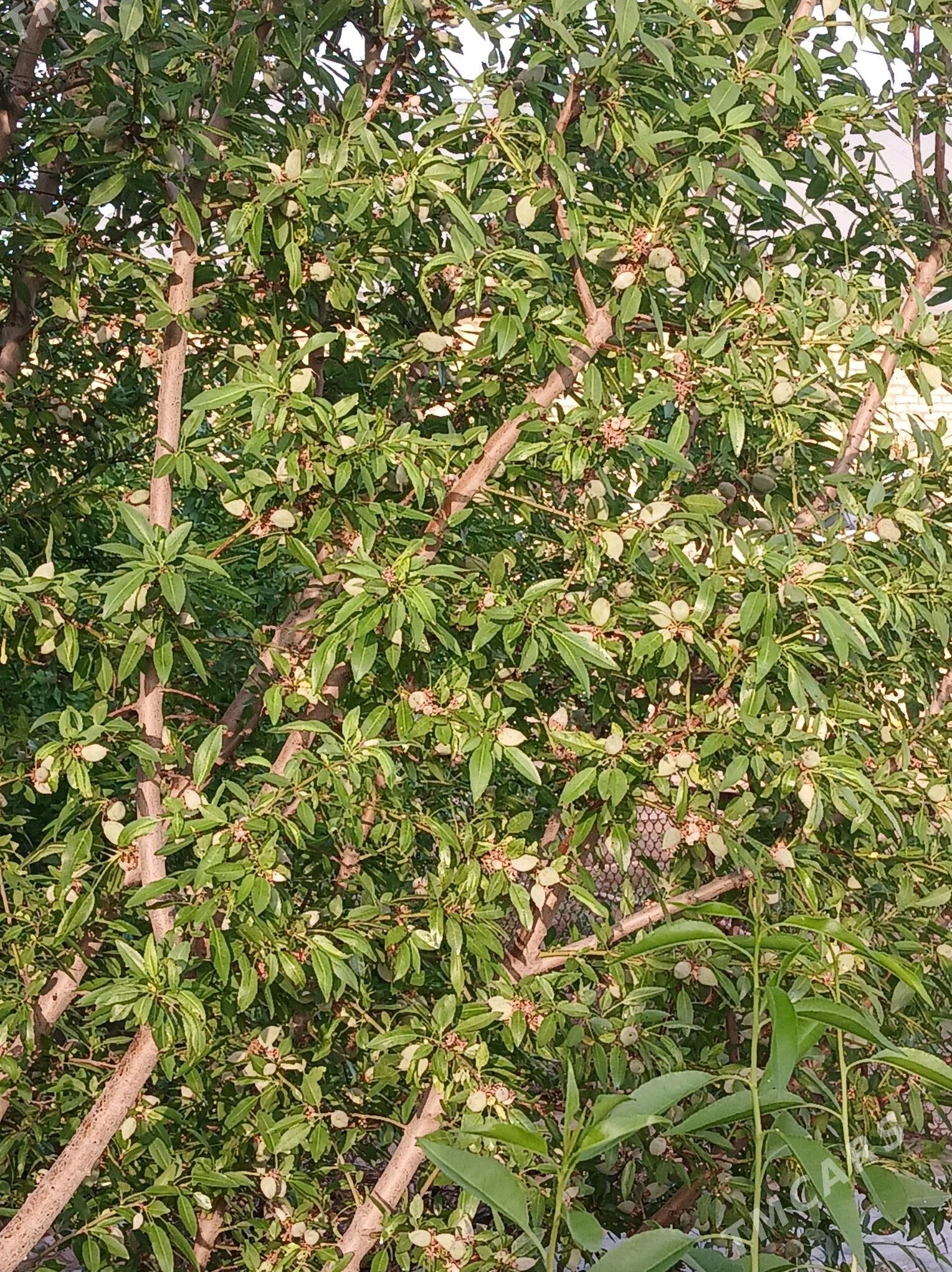 Sortowoy Badam nahaly - Мары - img 6