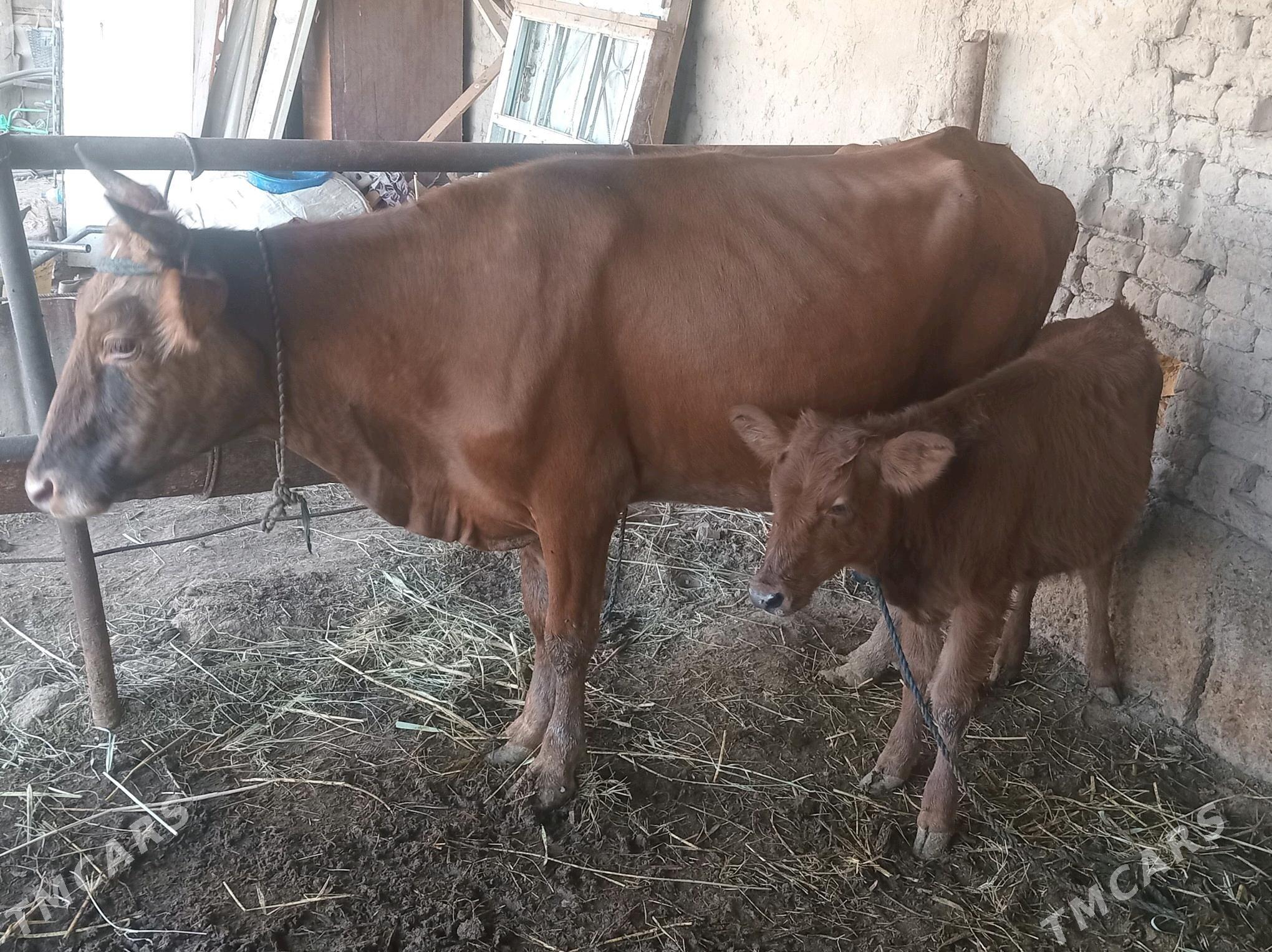 goleli sygyr bogaz - Murgap - img 2