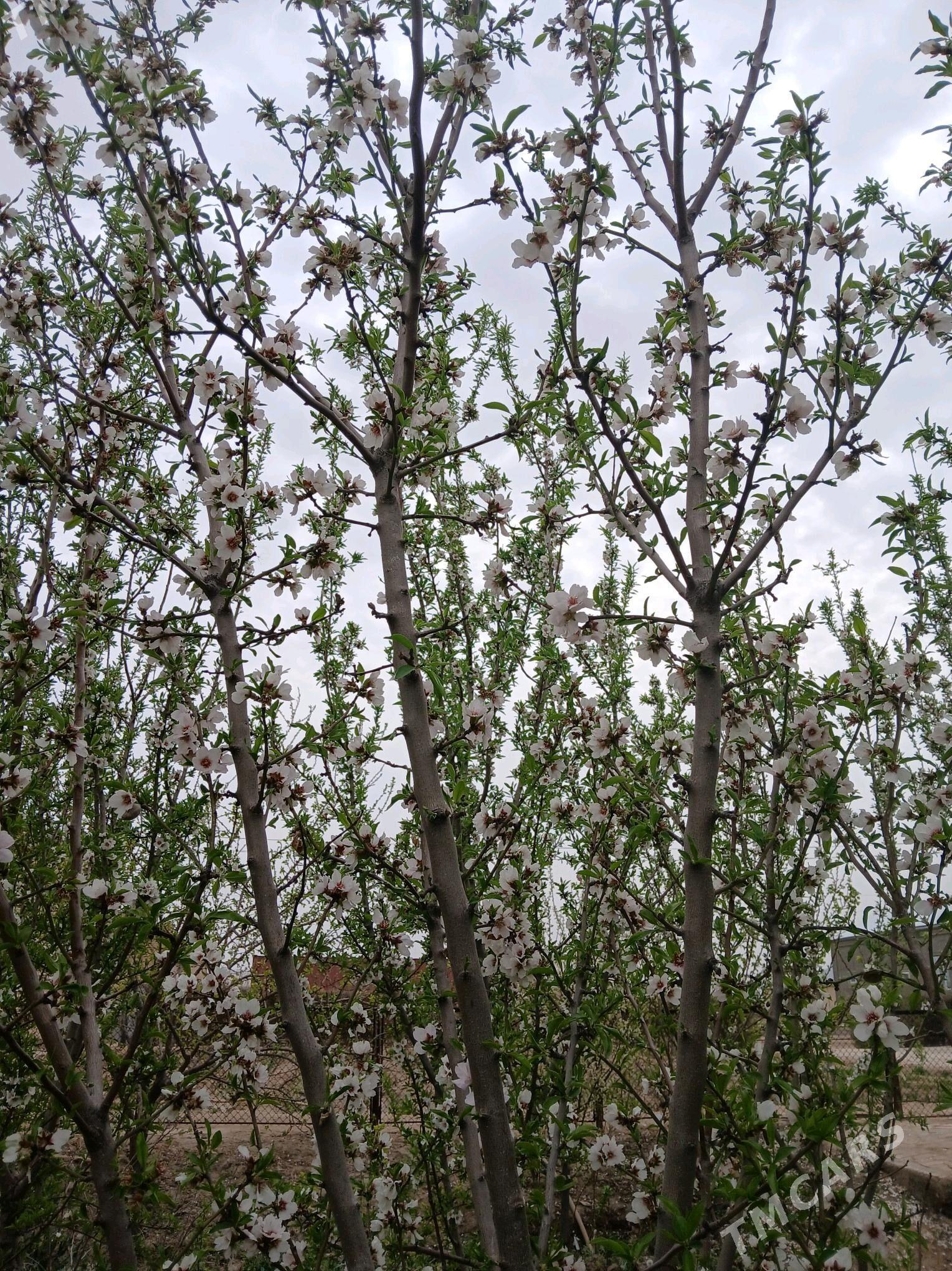 Sortowoy Badam nahaly - Мары - img 7