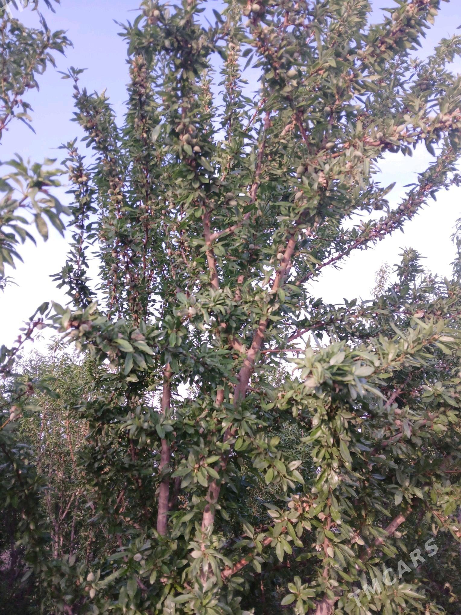 Sortowoy Badam nahaly - Мары - img 5