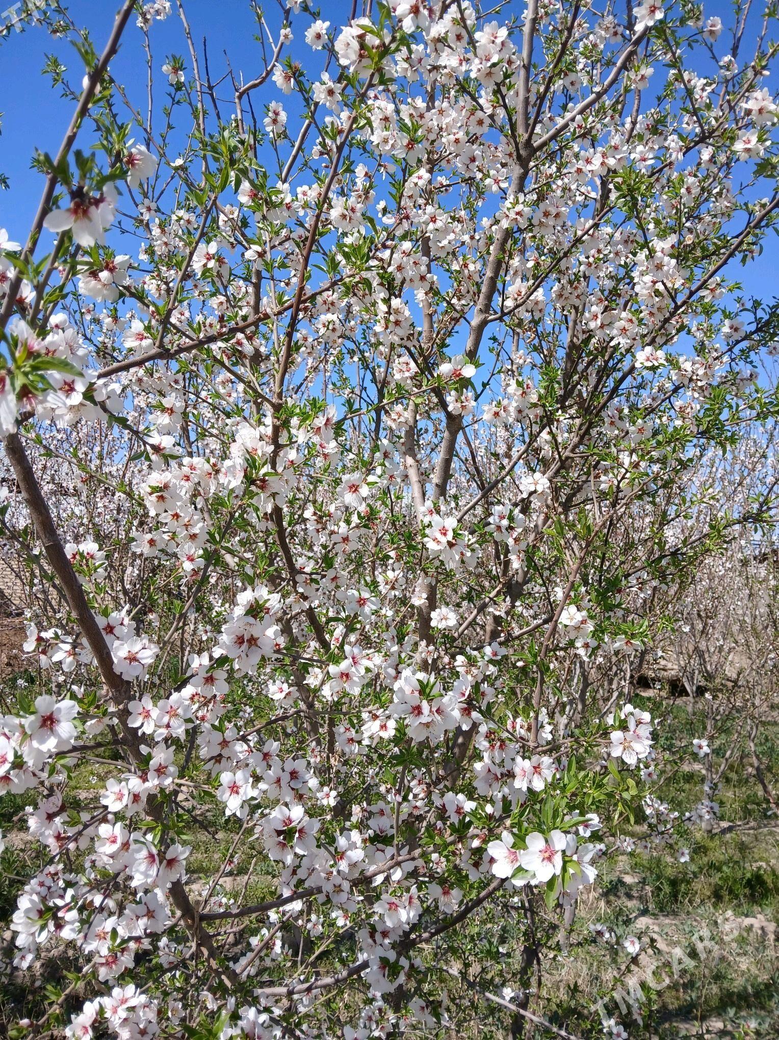 Sortowoy Badam nahaly - Мары - img 8