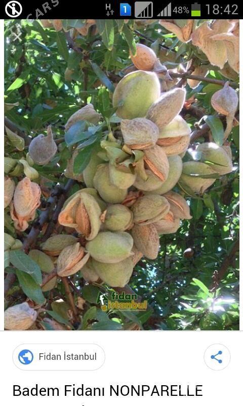 Sortowoy Badam nahaly - Mary - img 1