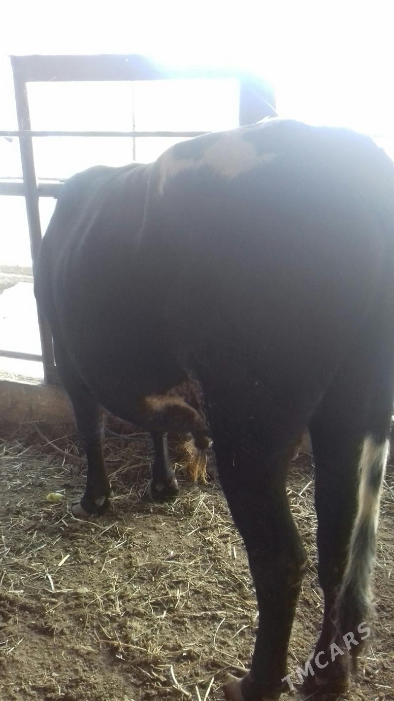 Semiz Öküz - Чарджоу - img 1