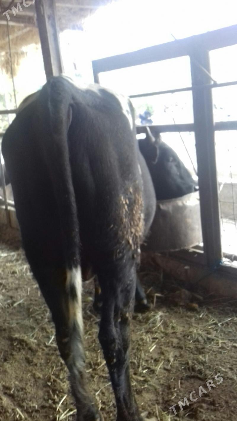 Semiz Öküz - Чарджоу - img 3