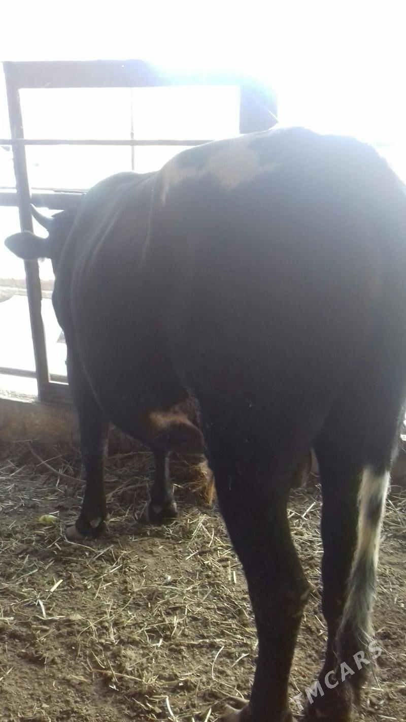 Semiz Öküz - Чарджоу - img 2