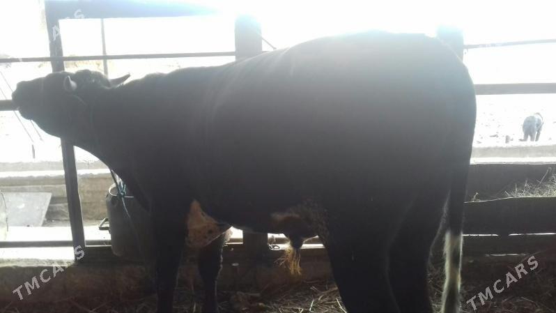 Semiz Öküz - Чарджоу - img 4