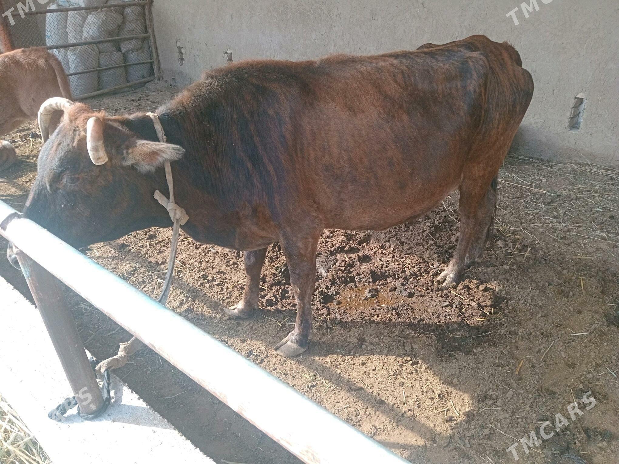 goleli sygyr bogaz - Murgap - img 3