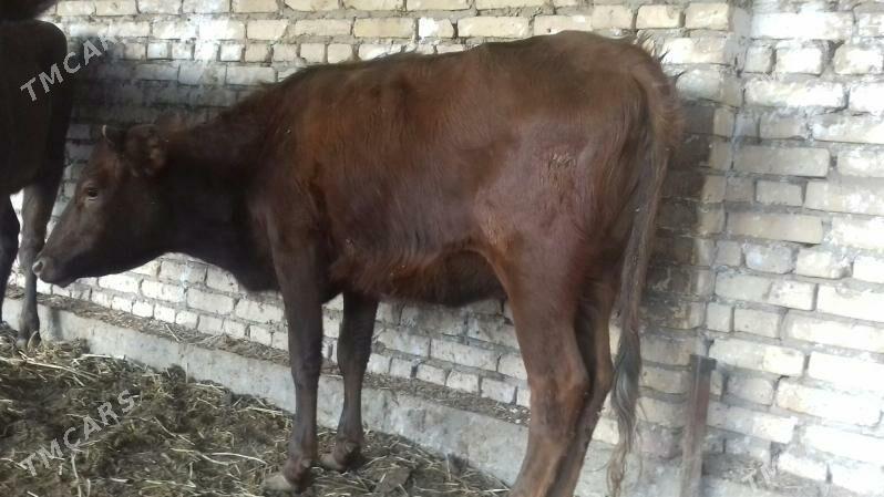 Burlat Unajynlar - Чарджоу - img 8