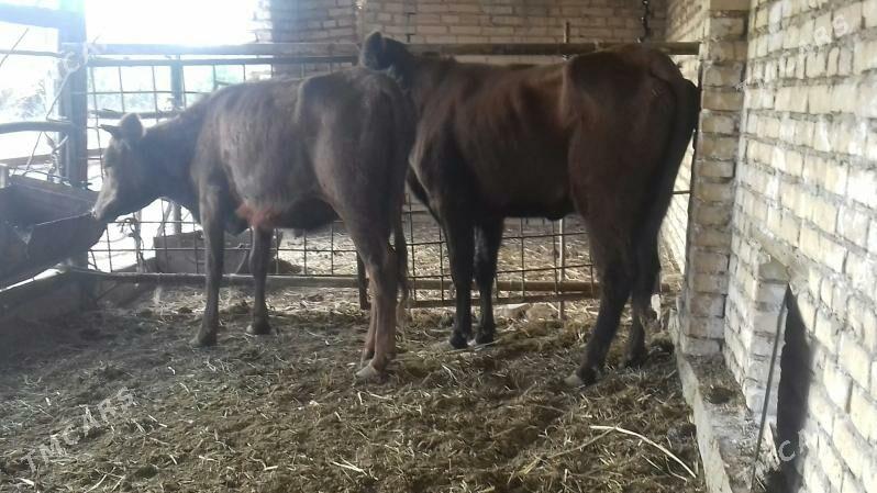 Burlat Unajynlar - Чарджоу - img 3