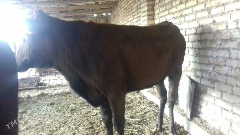 Burlat Unajynlar - Чарджоу - img 5