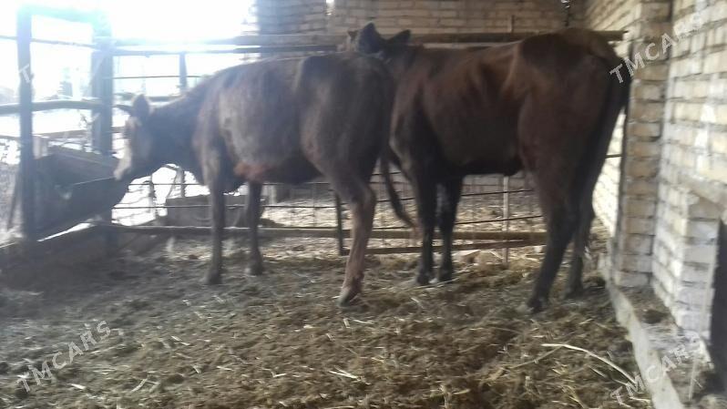 Burlat Unajynlar - Чарджоу - img 2