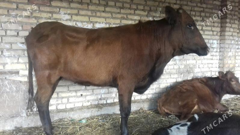 Burlat Unajynlar - Чарджоу - img 6