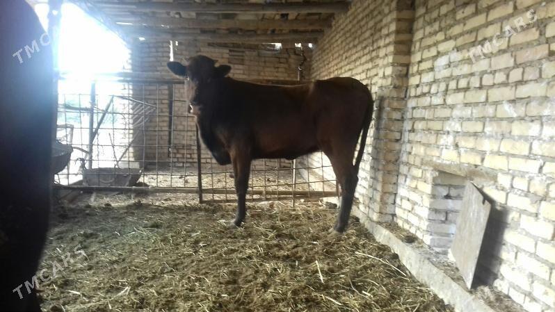 Burlat Unajynlar - Чарджоу - img 4