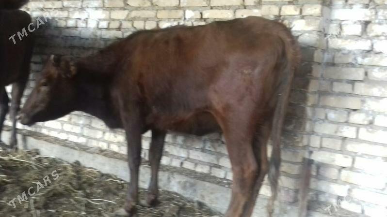 Burlat Unajynlar - Чарджоу - img 9