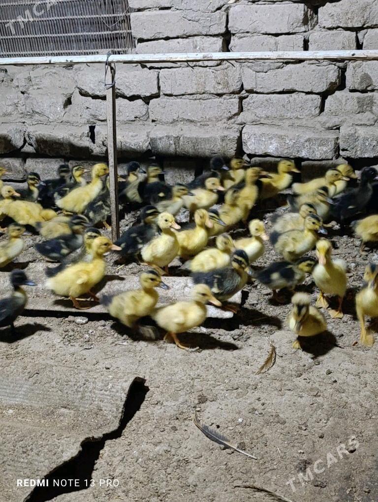 Gak gak juje ordek - Сакарчага - img 10