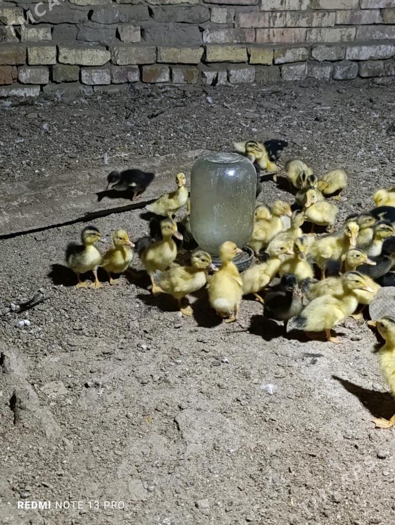 Gak gak juje ordek - Сакарчага - img 1