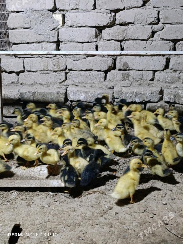 Gak gak juje ordek - Сакарчага - img 5