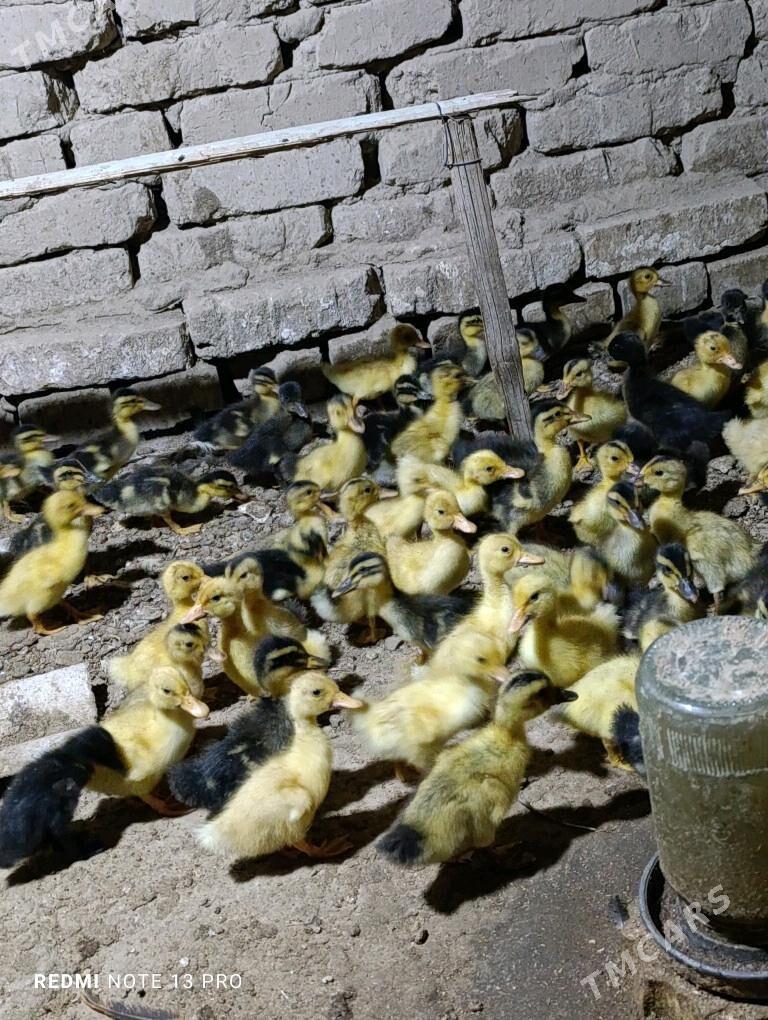 Gak gak juje ordek - Сакарчага - img 6