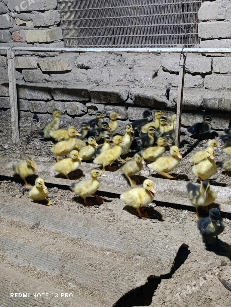 Gak gak juje ordek - Сакарчага - img 7