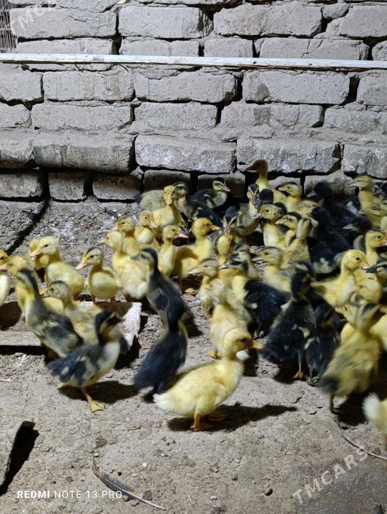 Gak gak juje ordek - Сакарчага - img 4