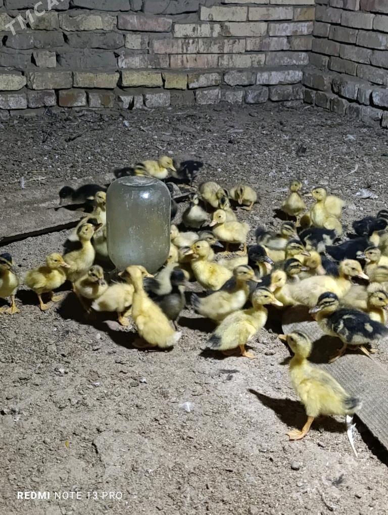 Gak gak juje ordek - Сакарчага - img 3