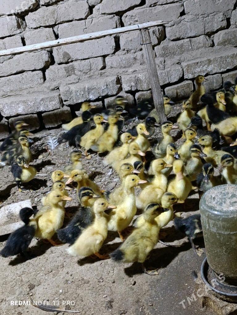 Gak gak juje ordek - Сакарчага - img 9