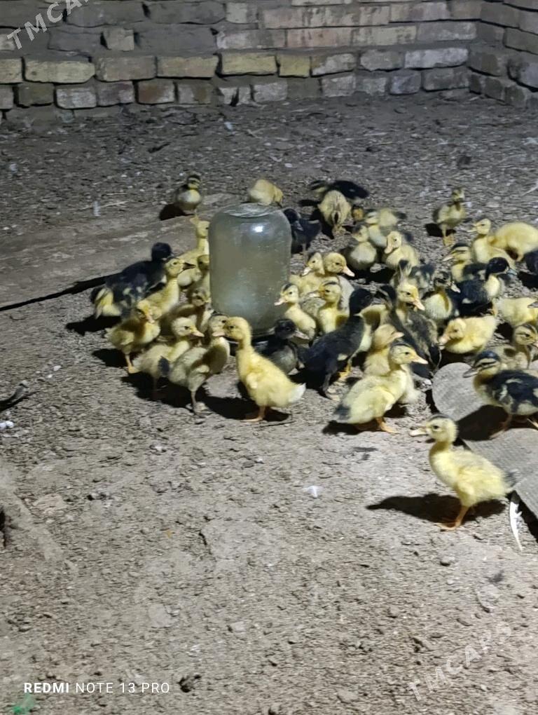 Gak gak juje ordek - Сакарчага - img 2