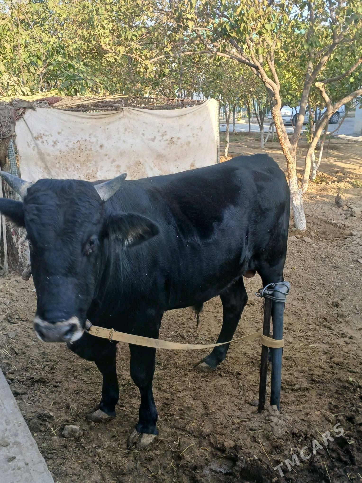 öküz - Ак-Бугдайский этрап - img 3