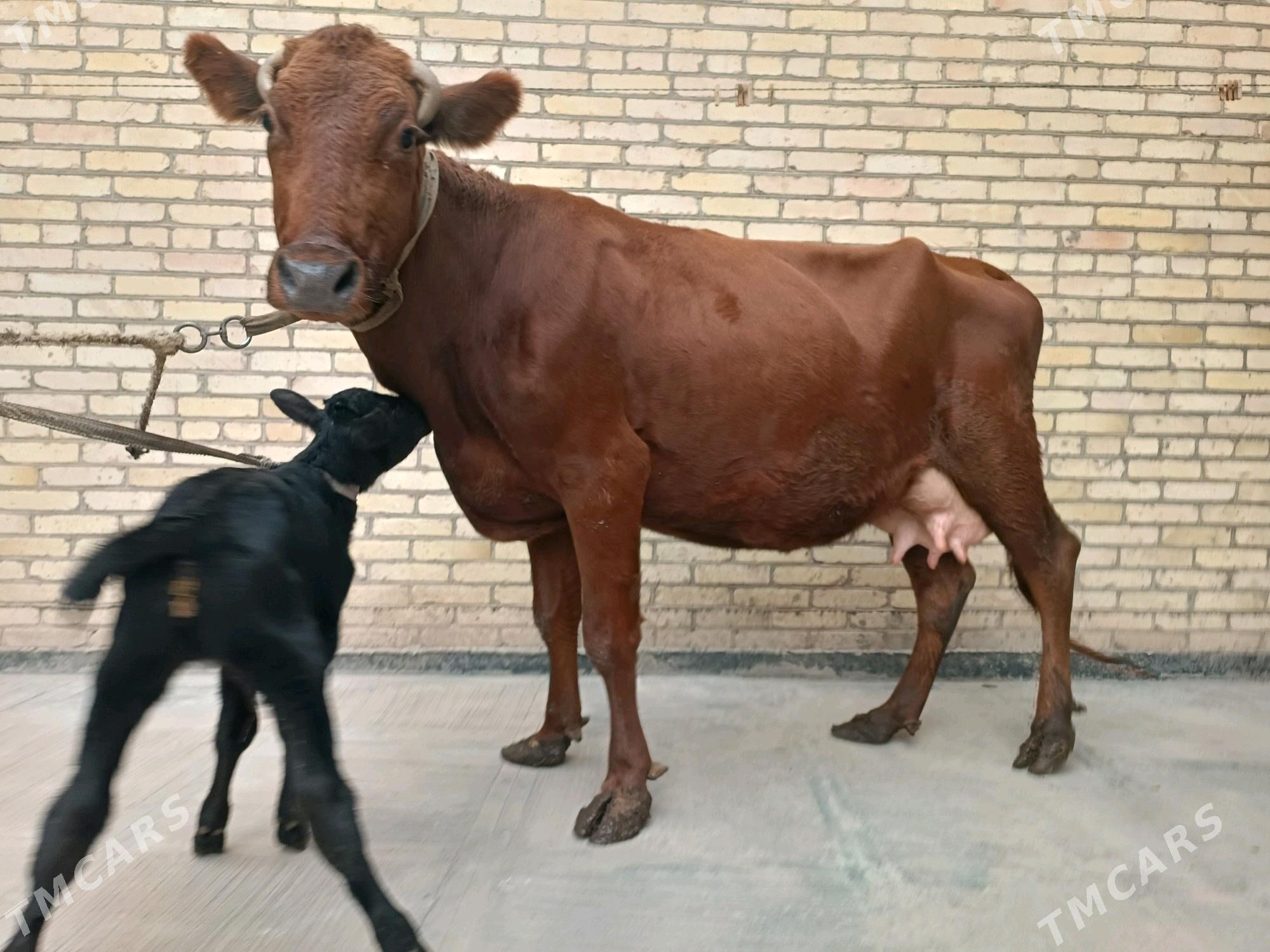 Goleli sygyr - Туркменабат - img 2