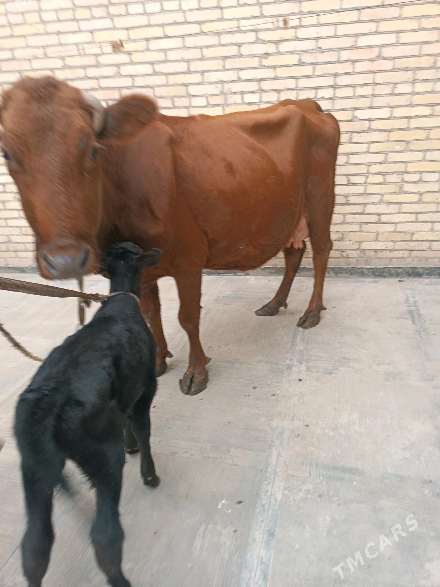 Goleli sygyr - Туркменабат - img 5