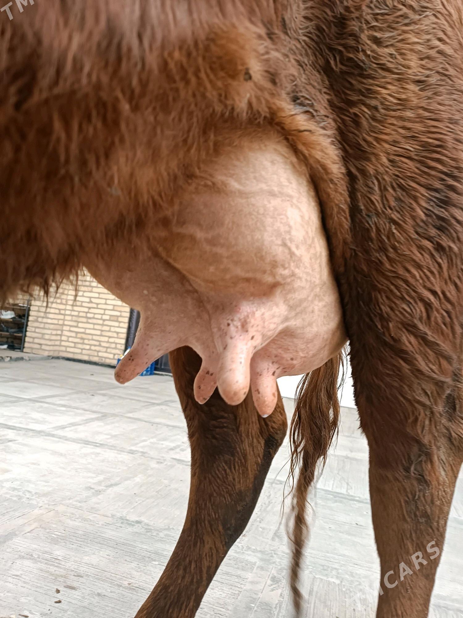 Goleli sygyr - Туркменабат - img 4