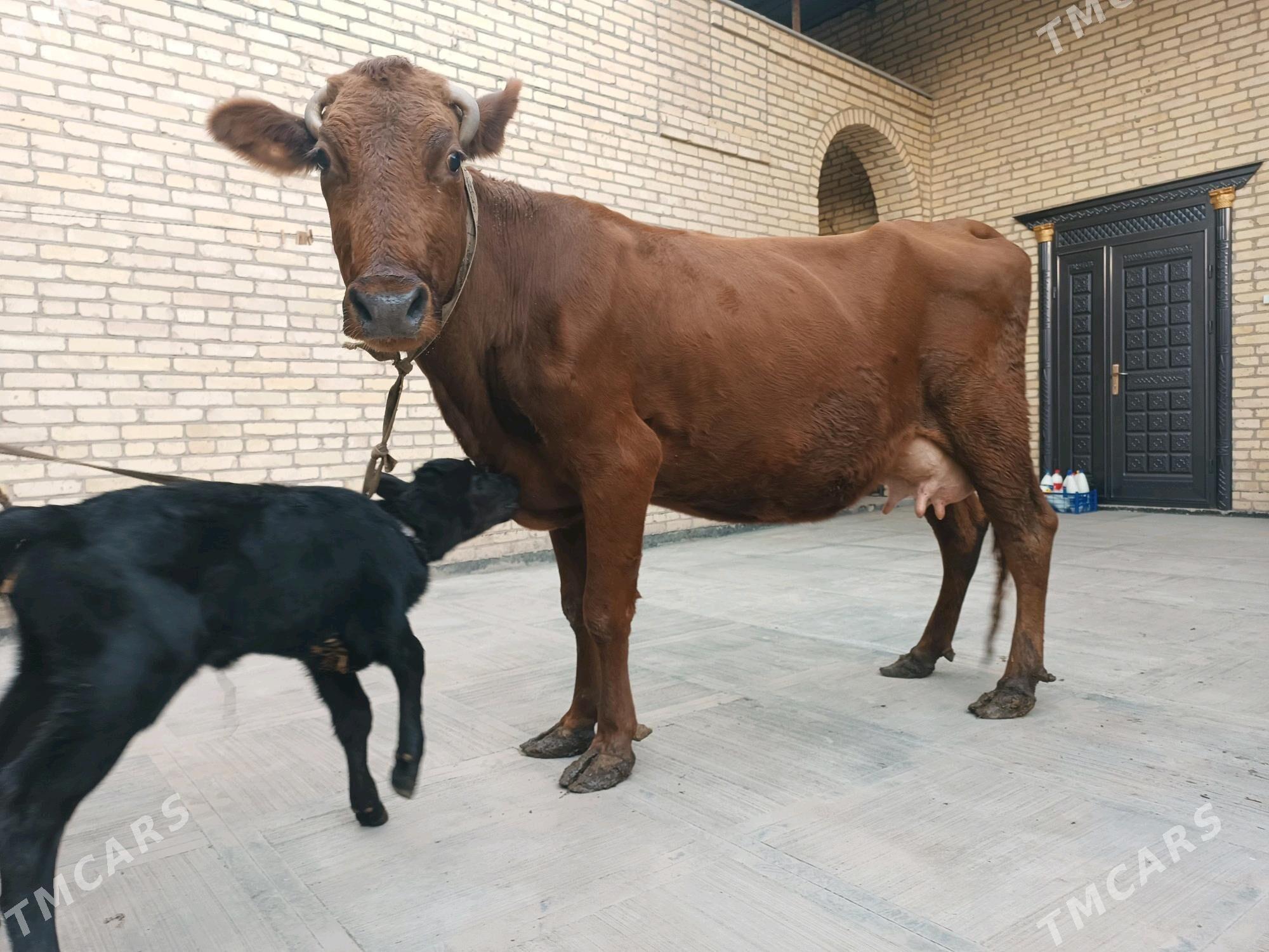 Goleli sygyr - Туркменабат - img 1