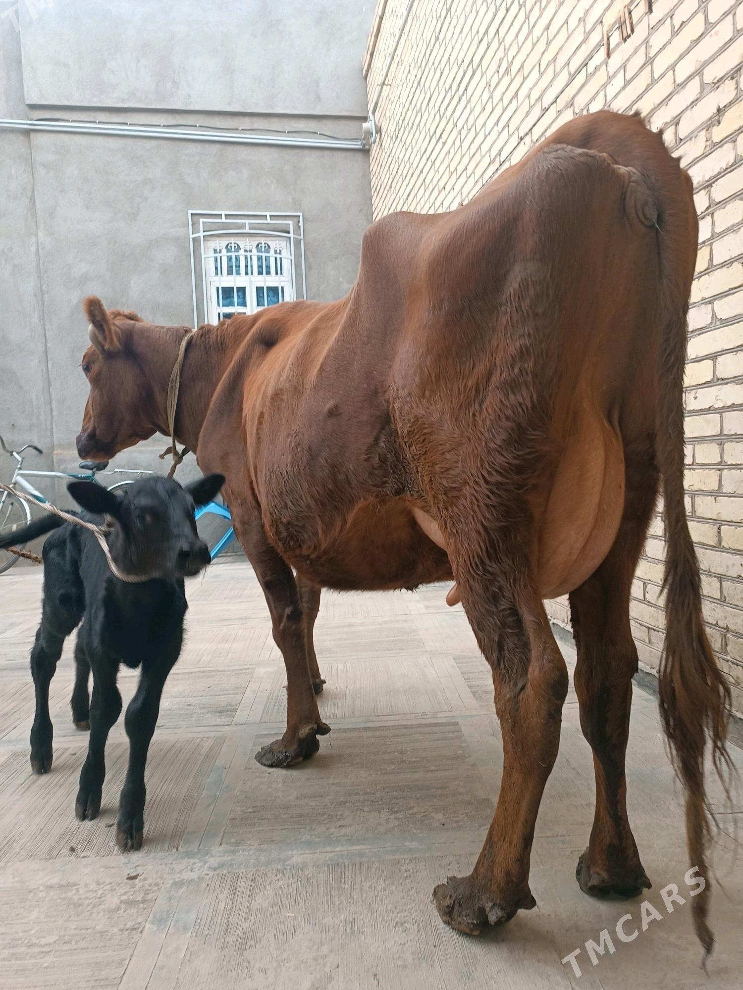 Goleli sygyr - Туркменабат - img 6