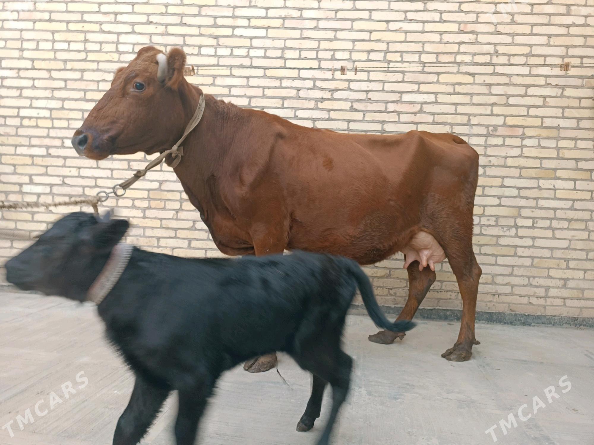 Goleli sygyr - Туркменабат - img 3