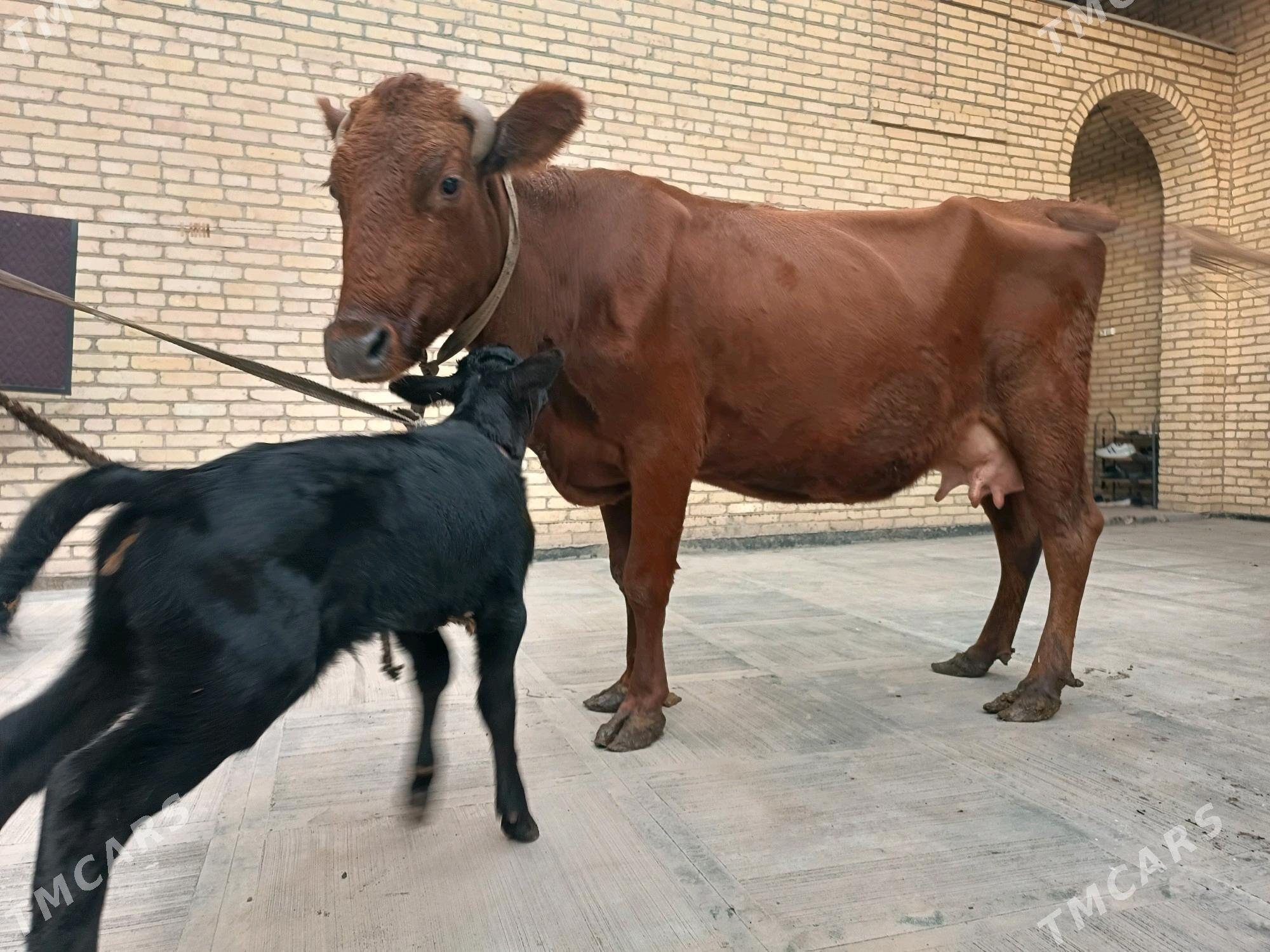 Goleli sygyr - Туркменабат - img 7