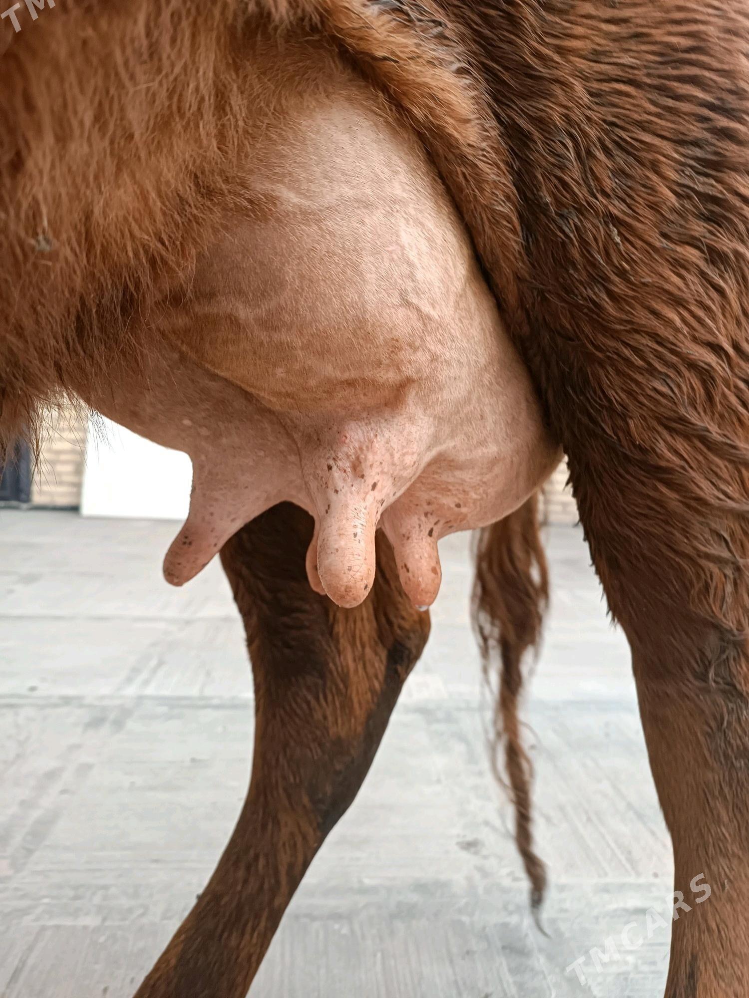 Goleli sygyr - Туркменабат - img 8