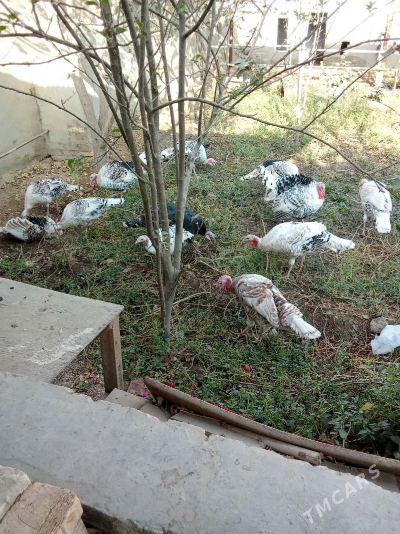 induk - Мары - img 3