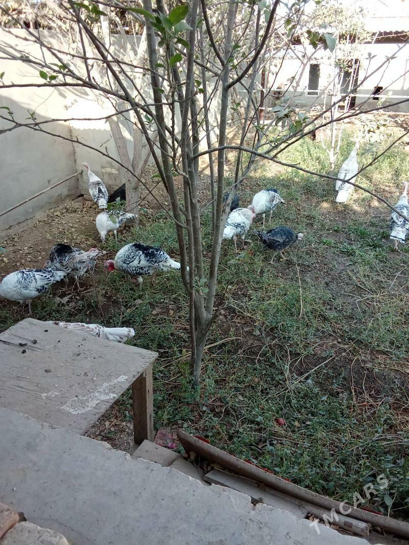 induk - Мары - img 2