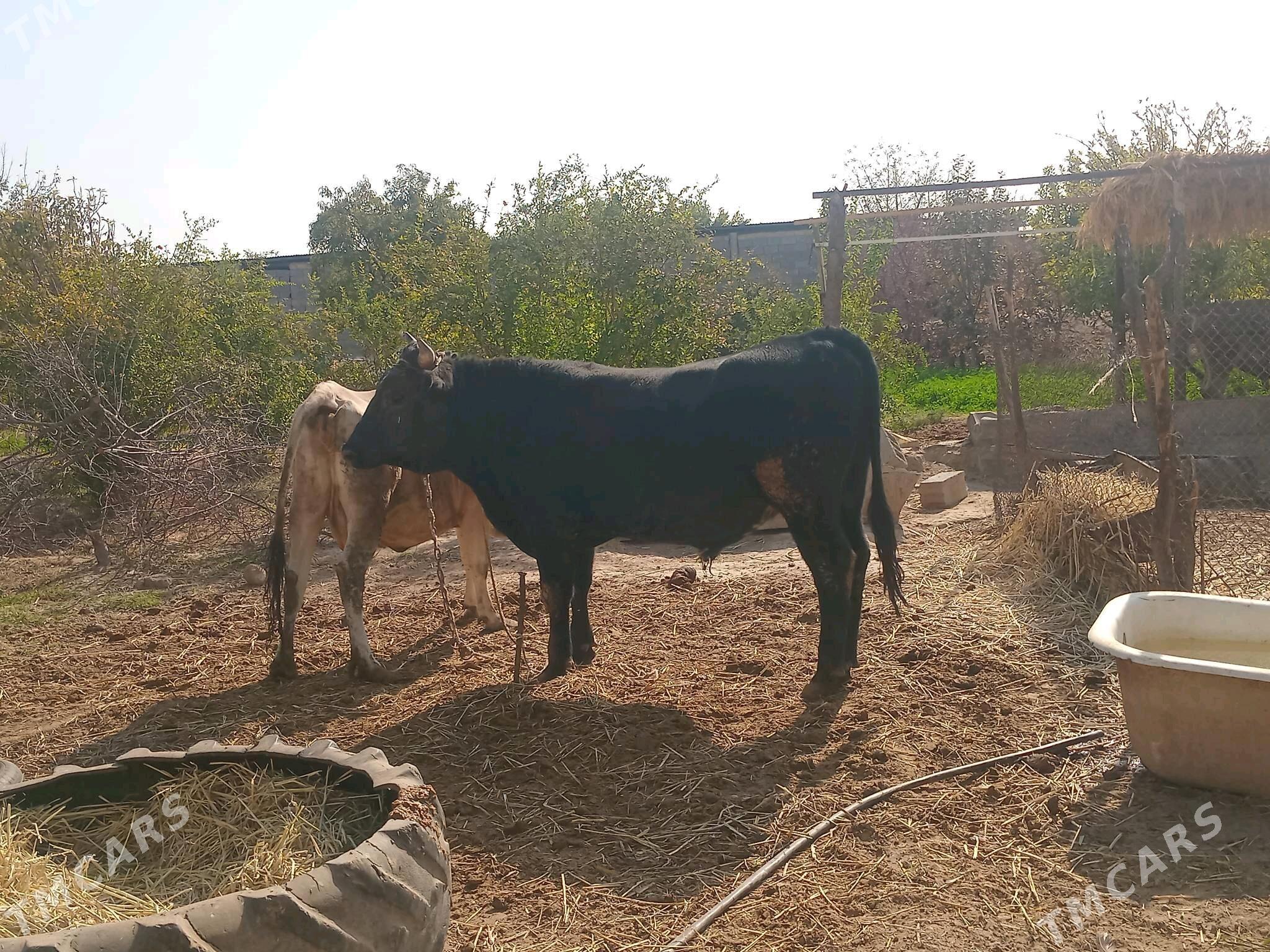 Öküz - Ак-Бугдайский этрап - img 3