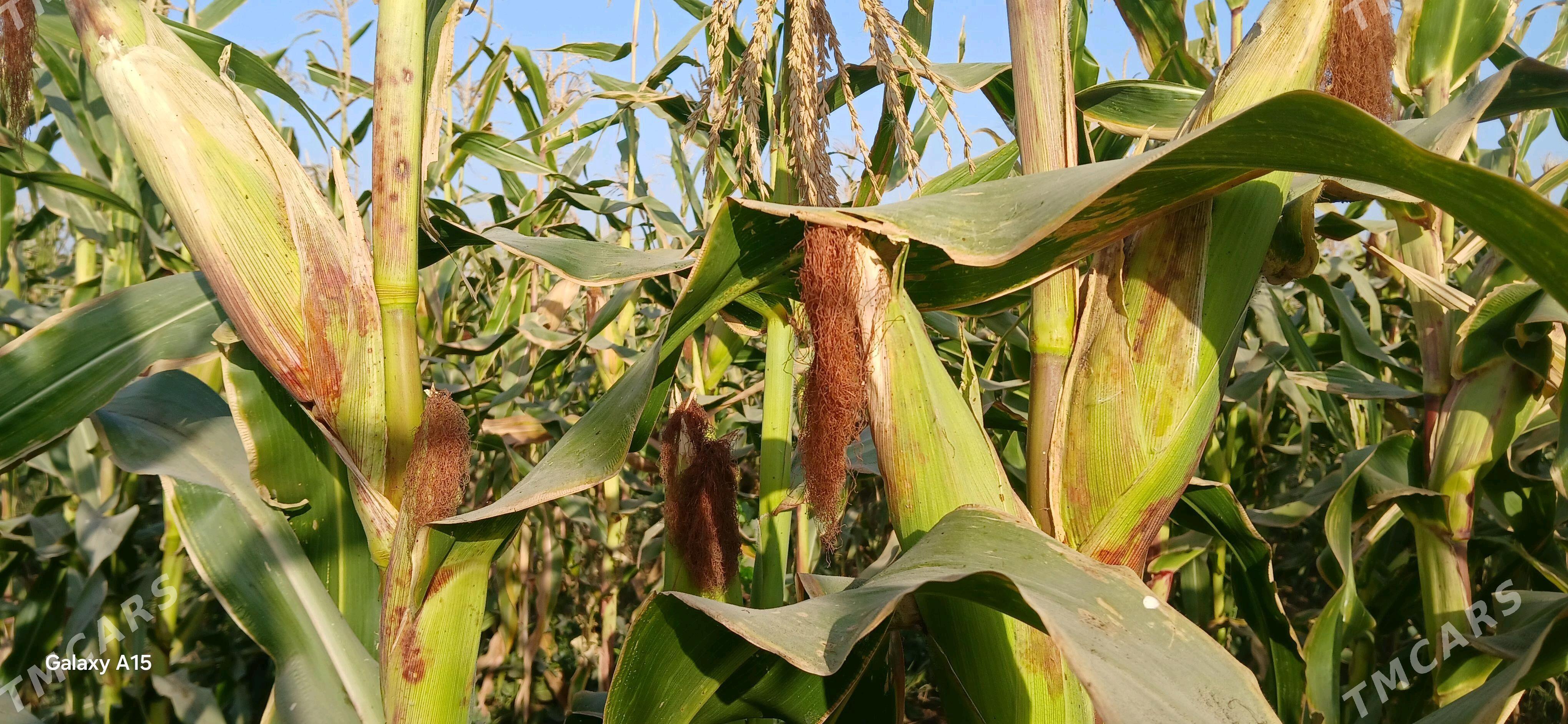 Мекге кармовой Сары - Огуз хан - img 5