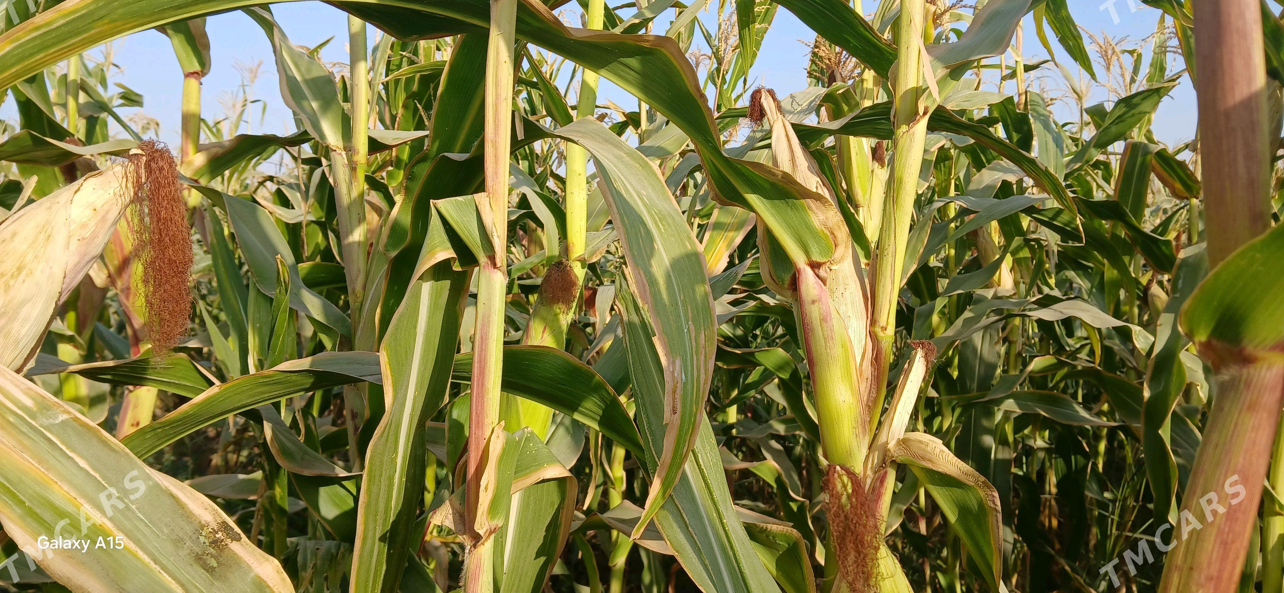 Мекге кармовой Сары - Огуз хан - img 4