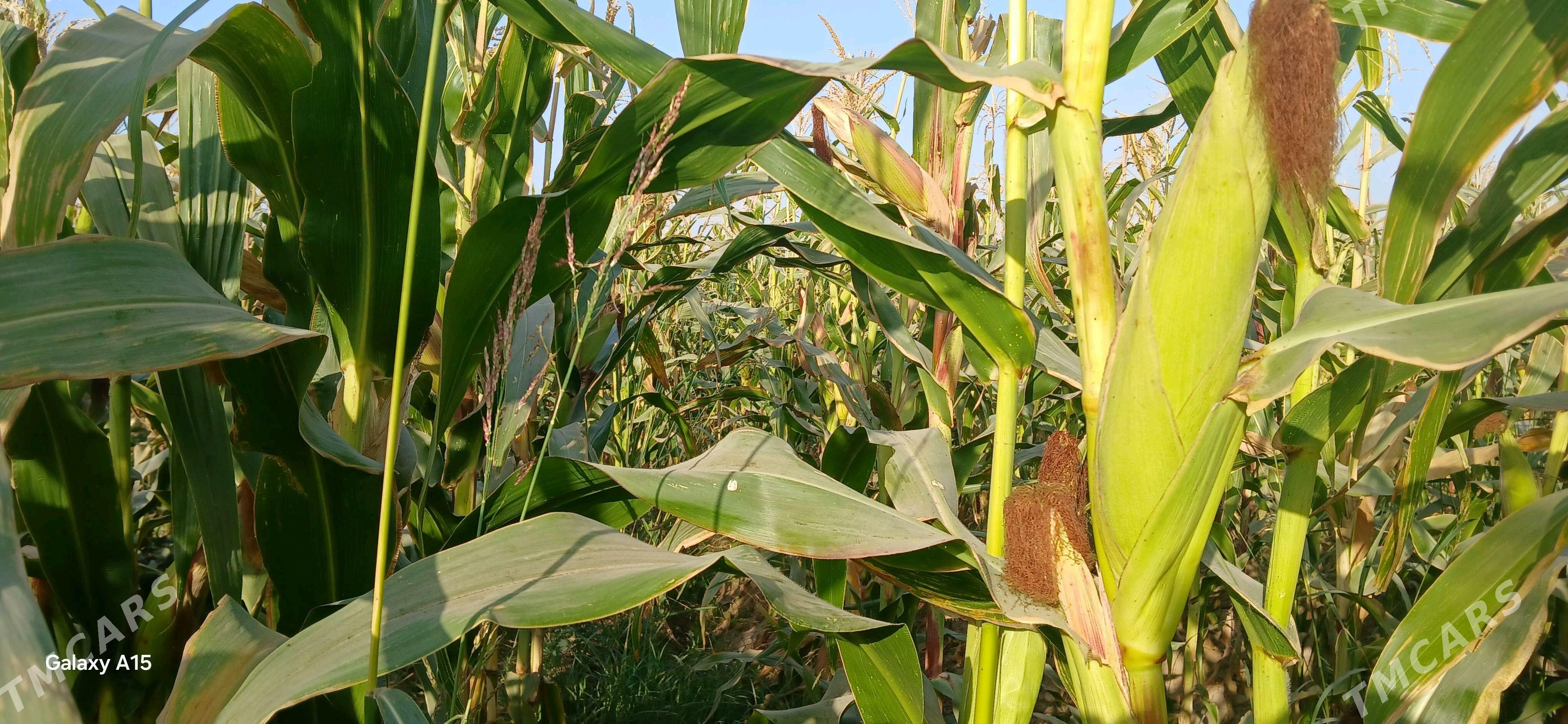 Мекге кармовой Сары - Огуз хан - img 3